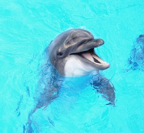 Dolphin